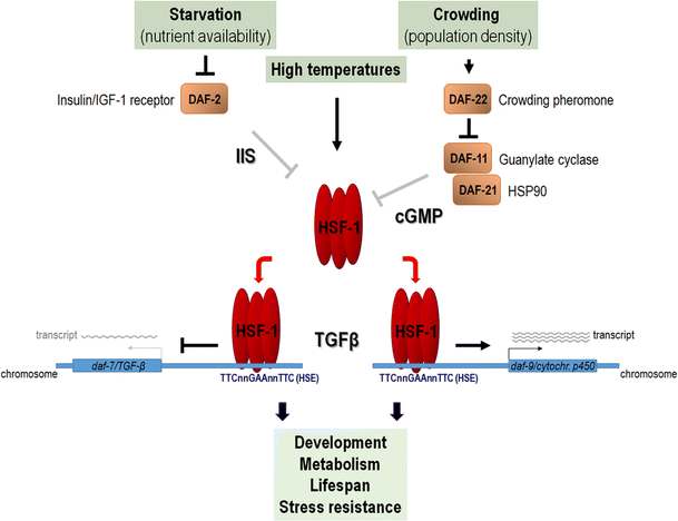 rho glutathione vs terra health Roles of heat shock factor 1 beyond the heat shock response | Cellular and  Molecular Life Sciences