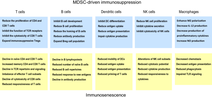 Polyamines from myeloid-derived suppressor cells promote Th17 polarization  and disease progression: Molecular Therapy