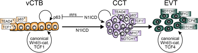 Relationships between homeoprotein EGAM1C and the expression of the  placental prolactin gene family in mouse placentae and trophoblast stem  cells in: Reproduction Volume 141 Issue 2 (2011)