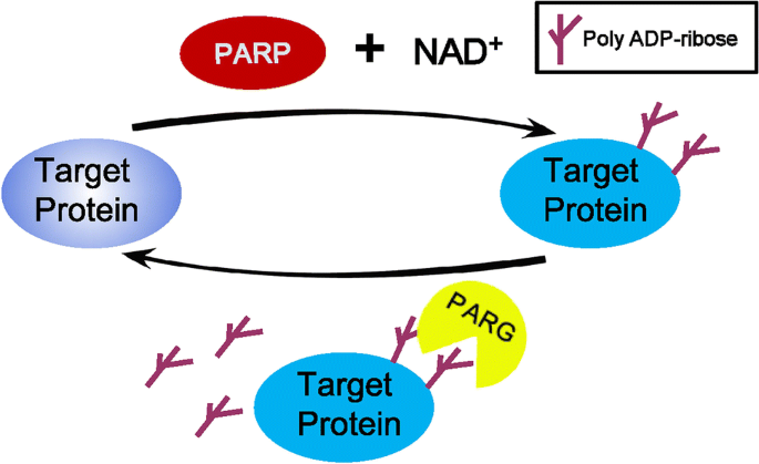 Degradation of HMGB1 and PARP-1 in HeLa cells after infection with C.