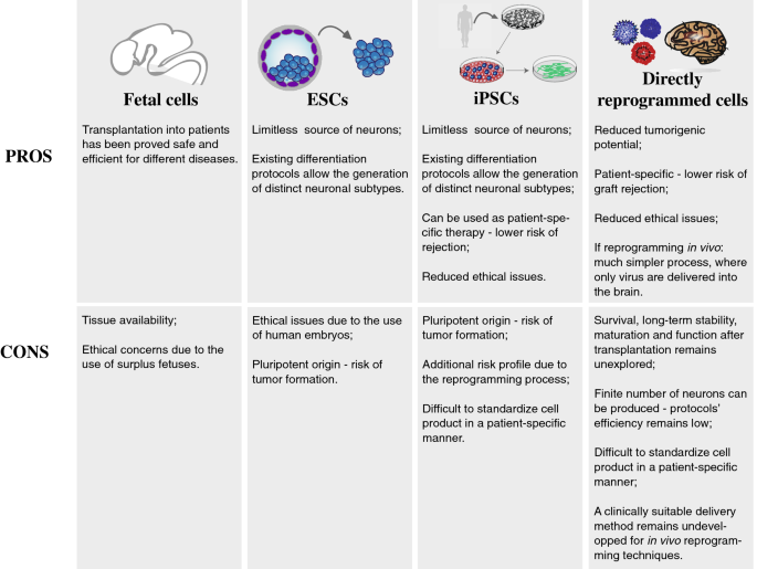 Transdifferentiation Can Create an Endless Supply of Brain Cells—and Fast