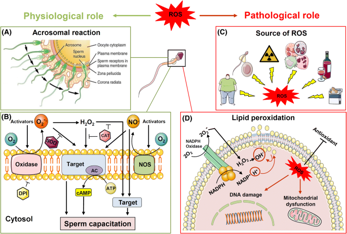 Oxidative stress and male infertility: current knowledge of pathophysiology  and role of antioxidant therapy in disease management | Cellular and  Molecular Life Sciences
