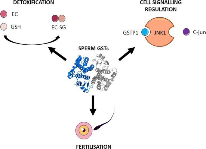 glutathione s transferase fusion protein The triple role of glutathione S-transferases in mammalian male fertility |  Cellular and Molecular Life Sciences