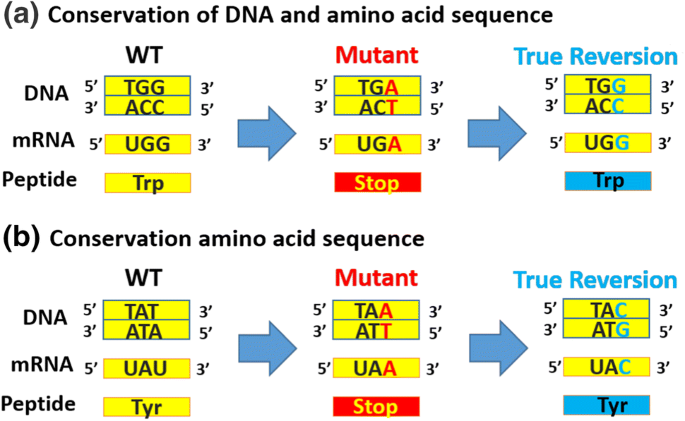 Recode mutations!