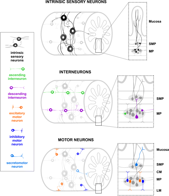 bpc 157 traumatic brain injury BPC-157 - 5MG/10MG