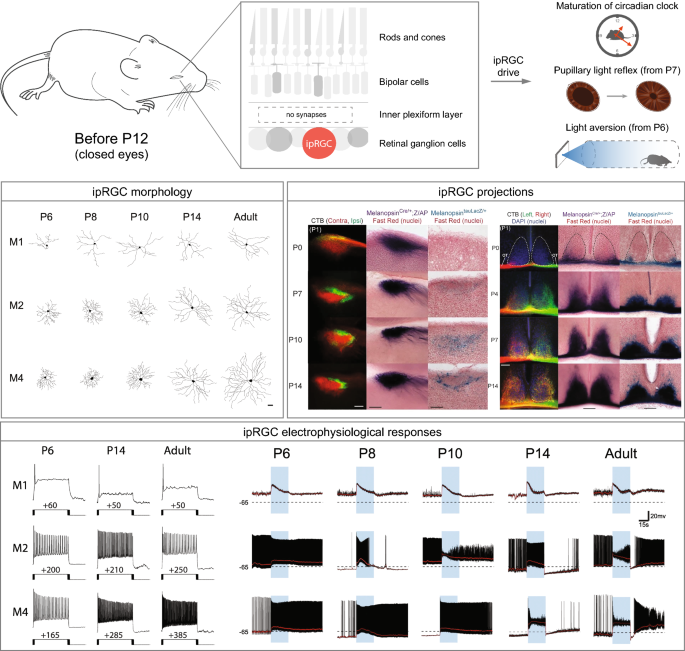 Vesicular glutamate transporter 2 (VGLUT2) is co-stored with PACAP in projections from the rat melanopsin-containing retinal ganglion cells