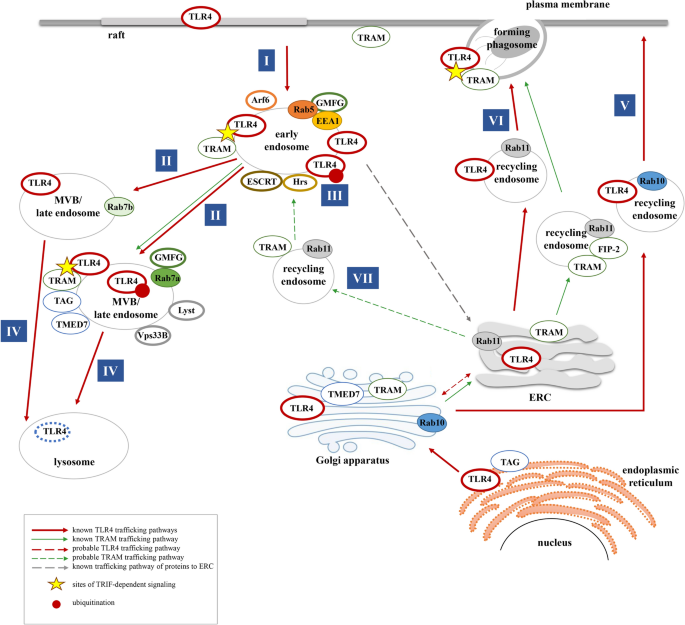 TLR4 and CD14 trafficking and its influence on LPS-induced pro-inflammatory  signaling | Cellular and Molecular Life Sciences