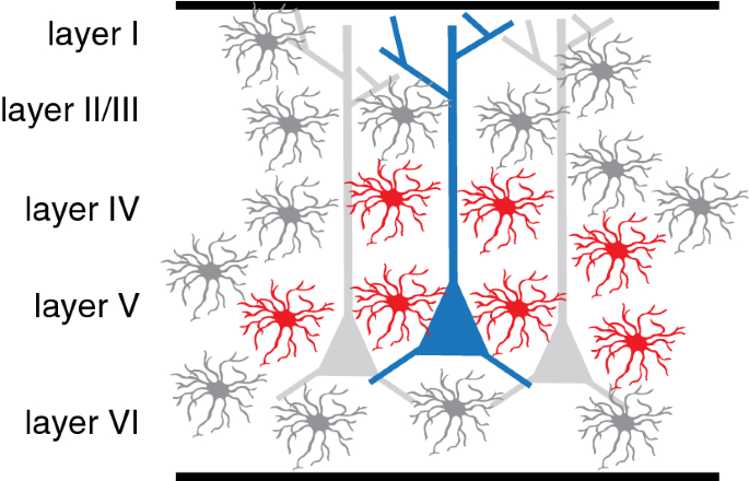 Sonic Hedgehog and Astrocytes » the nerve blog, Blog Archive