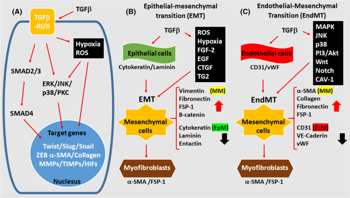 Lung extracellular matrix modulates KRT5+ basal cell activity in pulmonary  fibrosis