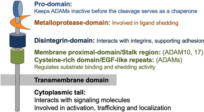 Anti-ADAM17, NT (ADAM17, CSVP, TACE, Disintegrin and