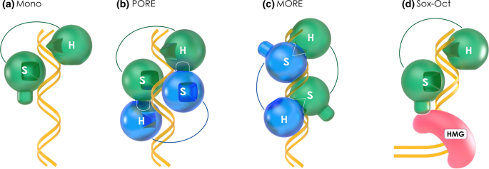 Critical POU domain residues confer Oct4 uniqueness in somatic cell  reprogramming