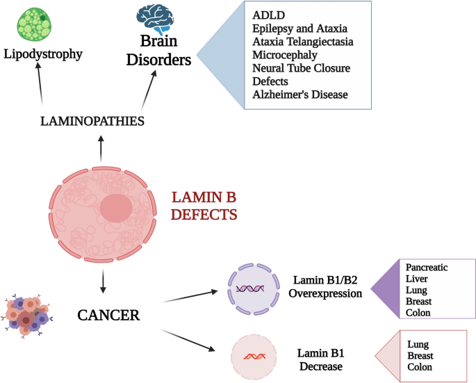 The wide and growing range of lamin B-related diseases: from laminopathies  to cancer | Cellular and Molecular Life Sciences