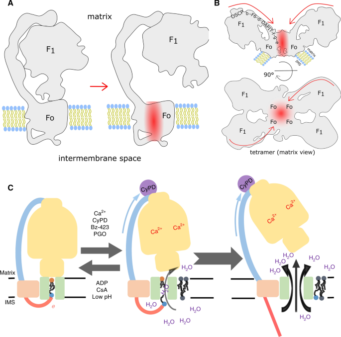Mechanism of proton-powered c-ring rotation in a mitochondrial ATP synthase  | bioRxiv