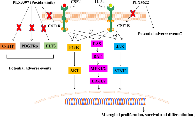 Inhibition of colony stimulating factor-1 receptor (CSF-1R) as a potential therapeutic strategy for neurodegenerative diseases: opportunities and challenges