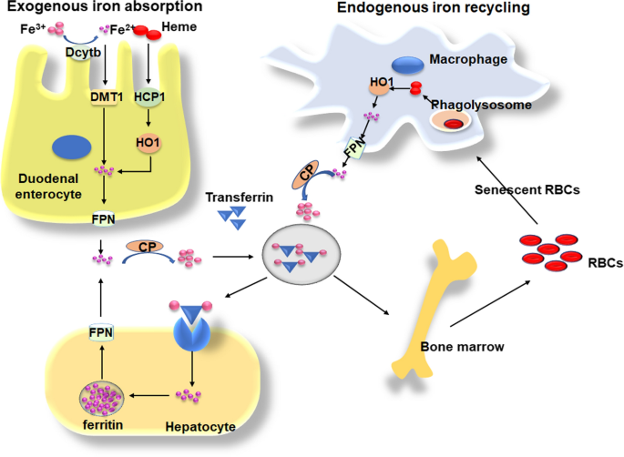 is it safe to take glutathione during pregnancy Glutathione and Fertility