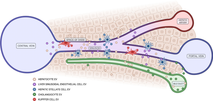 In Vivo Real-Time Imaging of Extracellular Vesicles in Liver