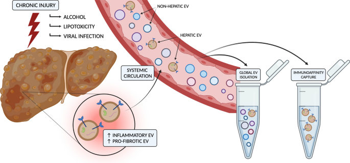 In Vivo Real-Time Imaging of Extracellular Vesicles in Liver