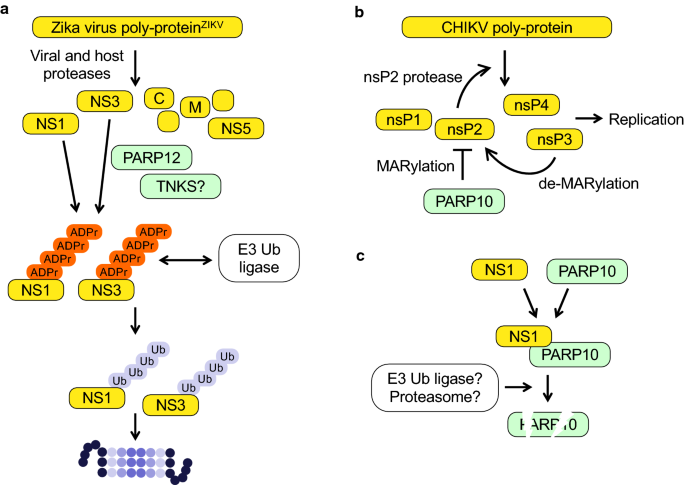 Medicinal Chemistry Perspective on Targeting Mono-ADP-Ribosylating PARPs  with Small Molecules