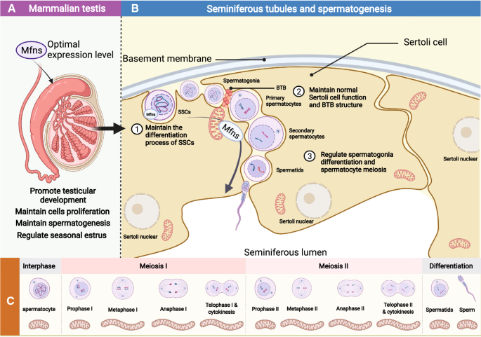 Mitochondrial defects caused by PARL deficiency lead to arrested  spermatogenesis and ferroptosis