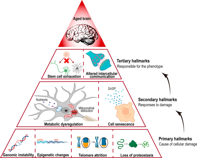 Ageing in the brain: mechanisms and rejuvenating strategies