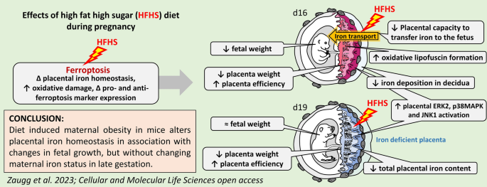 glutathione in breast milk maternal intake copper Biological, dietetic and pharmacological properties of vitamin B9 Obesogenic diet in pregnancy disrupts