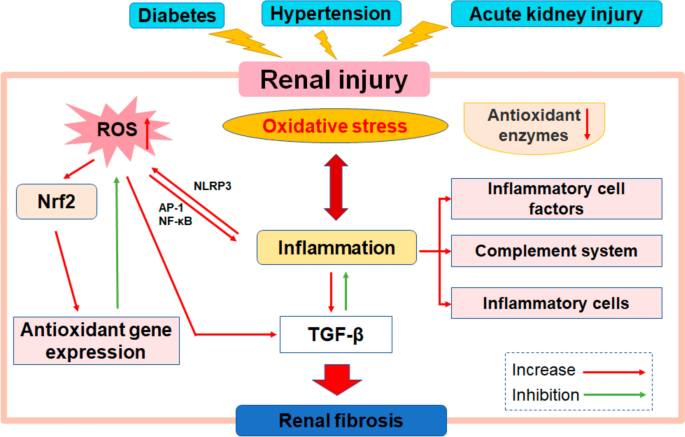acetaminophen depletes glutathione mechanism Frontiers