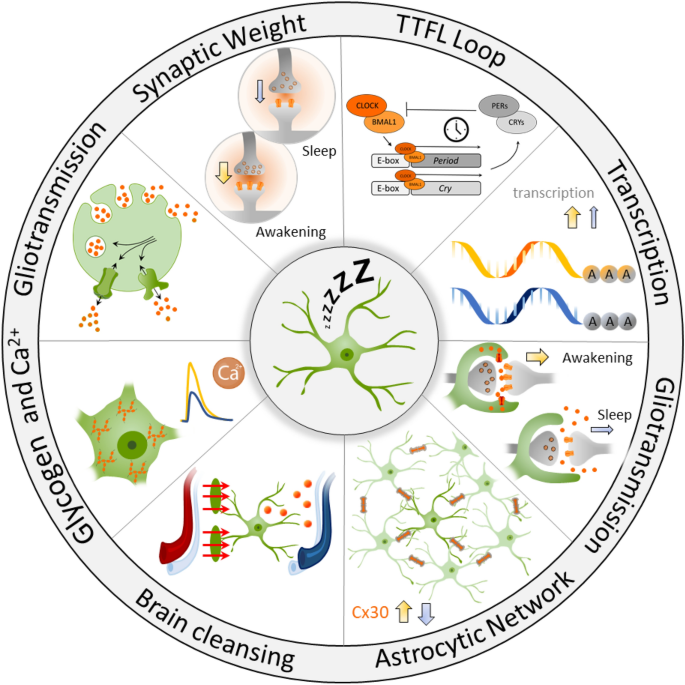 sur petit glutathione Astrocytes at the heart of sleep: from genes to network dynamics | Cellular and Molecular Life Sciences bpc 157 facts Peptides Volume:30 ml Janmashtami Special