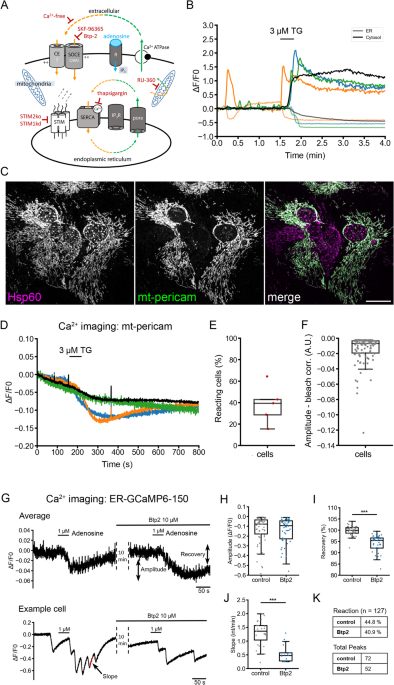Resting Ca2+ fluxes protect cells from fast mitochondrial fragmentation, cell stress responses, and immediate transcriptional reprogramming Cellular and Molecular Life Sciences Springer Nature Link