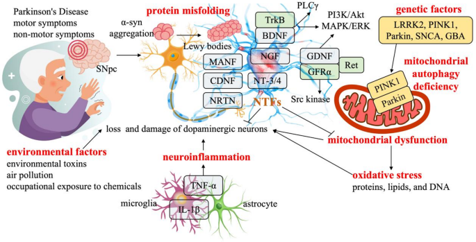 glutathione injections for parkinson& 39 Frontiers Parkinson Disease Signaling Pathways, Molecular