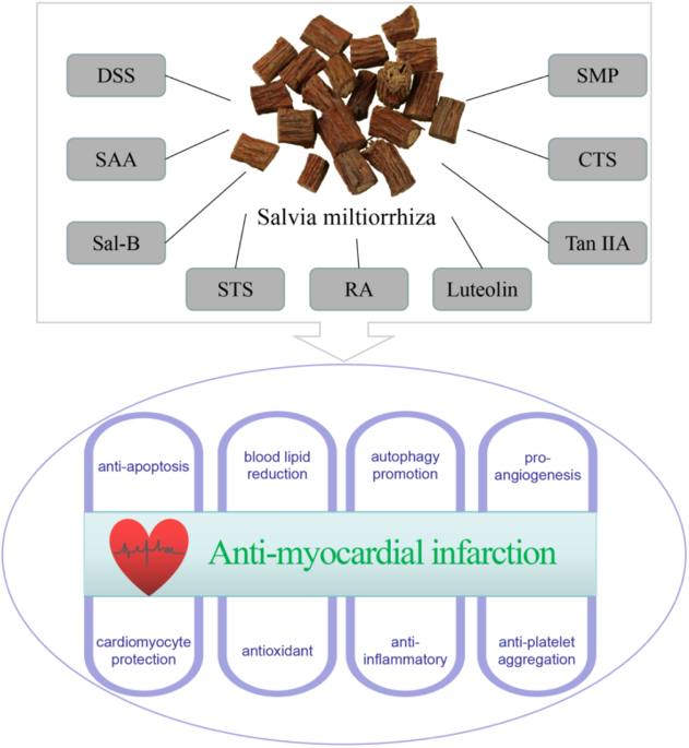glutathione nebulizer solution capsules equivalent or alternative Research progress on the mechanism of anti-myocardial infarction effect and  clinical application of effective components of Salvia miltiorrhiza |  Medicinal Chemistry Research