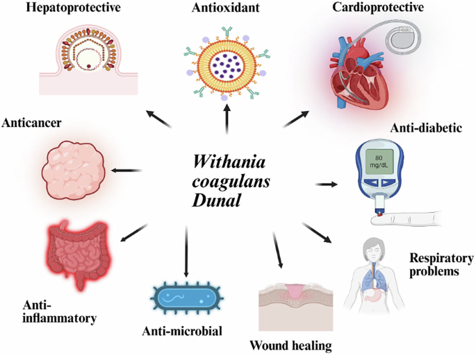Withania coagulans: a comprehensive exploration of its botanical,  phytochemical, and pharmacological properties | Medicinal Chemistry  Research | Springer Nature Link