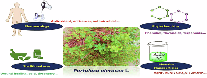 benefits of s-acetyl l-glutathione Amazon.com: Prominent Nutrition S-Acetyl L-Glutathione Supplement -  Clinically Researched Emothion Acetylated Glutathione for Normal Liver  Detoxification Support & Optimal Antioxidant Effect, Vegan