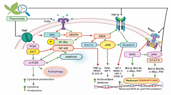 liposomal glutathione non-alcoholic fatty liver disease Unrevealing the Role of Flavonoids in Mitigation of Non-Alcoholic Fatty  Liver Disease | Medicinal Chemistry Research
