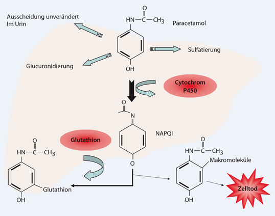 Paracetamol für die perioperative Analgesie | Die Anaesthesiologie