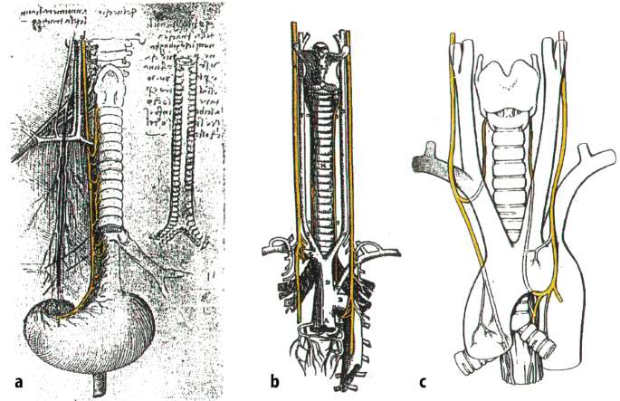 Rezidivparese des Nervus laryngeus