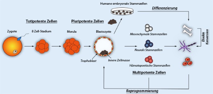Induzierte pluripotente Stammzellen | Die Innere Medizin | Springer Nature  Link