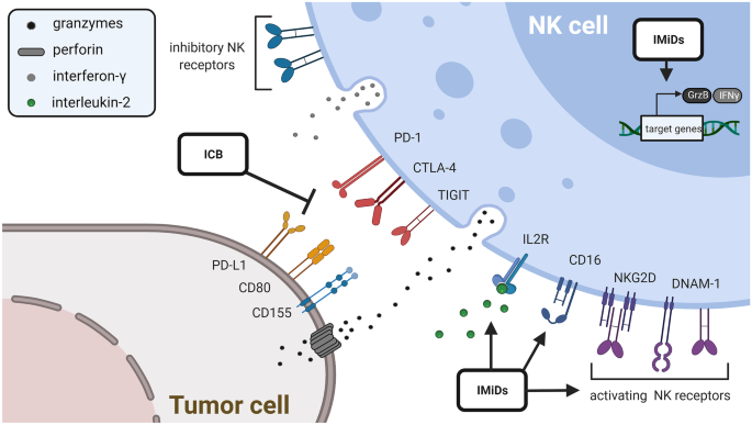 A Cell Type Selective YM155 Prodrug Targets Receptor-Interacting Protein  Kinase 2 to Induce Brain Cancer Cell Death