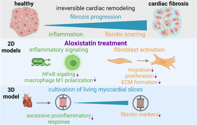 Preclinical evaluation of cysteine protease-inhibitor aloxistatin (E64d) for heart failure therapy | Journal of Molecular Medicine