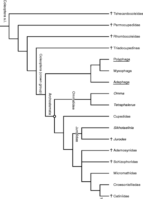 Charles Darwin, beetles and phylogenetics | The Science of Nature