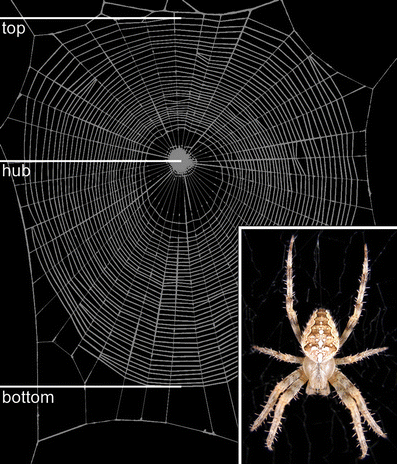 Spider Webs: Behavior, Function, and Evolution, Eberhard