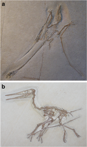 Basal pterosaurs (A und B) and Pterodactyloidea (C) from the Solnhofen