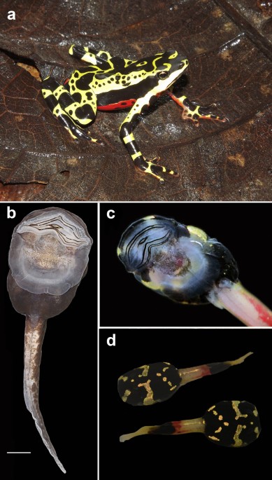Diversity of the strongly rheophilous tadpoles of Malagasy tree