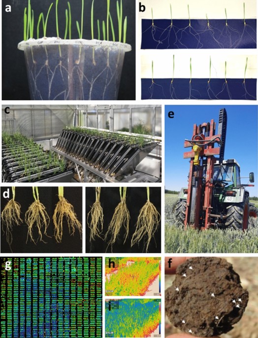 Wheat root systems as a breeding target for climate resilience