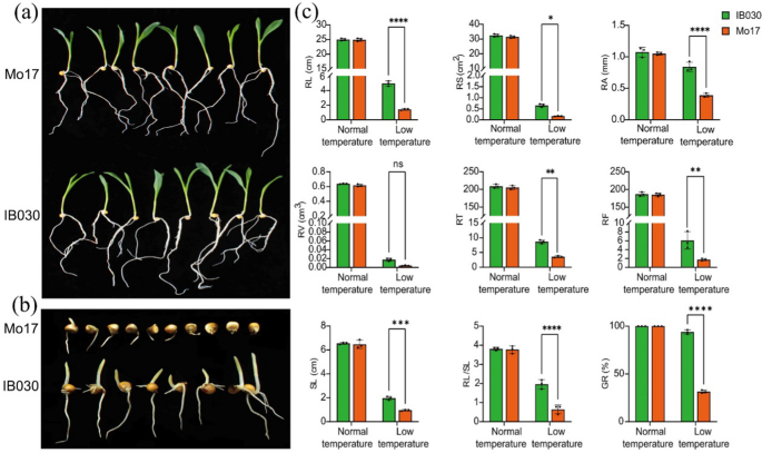 QTL-seq and transcriptomic integrative analyses reveal two positively  regulated genes that control the low-temperature germination ability of  MTP–maize introgression lines