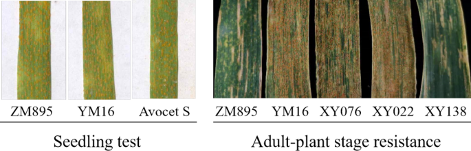 Frontiers  Genetic Analysis of Adult Plant Resistance to Stripe Rust in  Common Wheat Cultivar “Pascal”