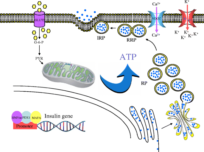 glutathione and insulin Regulation of insulin secretion: role of mitochondrial signalling |  Diabetologia