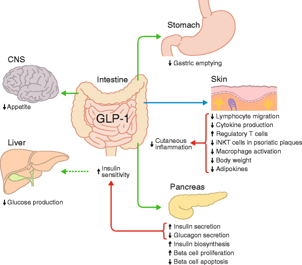 is glp-1 safe for non diabetics The Surprising Truth About Nutrition and Natural GLP-1 — Wellness Blog —  Sundala Wellness