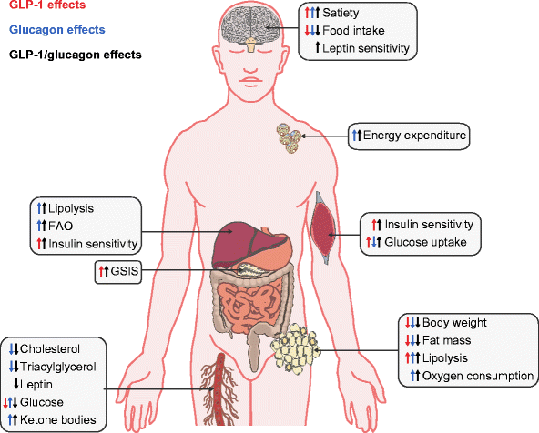 how quickly do you feel side effects from semaglutide Ozempic and Wegowy Side effects- Acorn Gastroenterology – Acorn  Gastroenterology