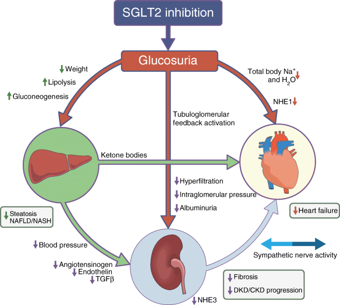 is semaglutide a sglt2 inhibitor Link To And Excerpts From 