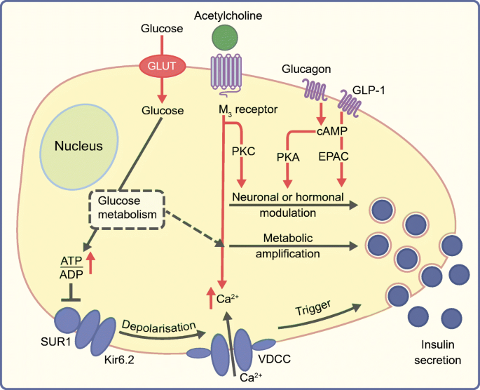 Alpha cell regulation of beta cell function | Diabetologia